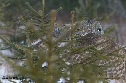 图说乌林鸮的消音器