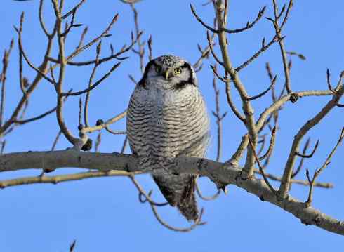 大炮对准大庆猛鸮