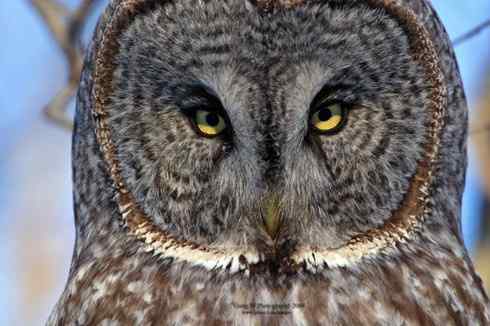 猫头鹰乌林鸮的”雷达系统”