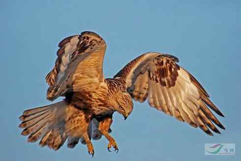 黄昏中的毛脚狂