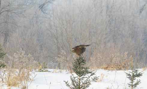 乌林鸮居住的环境