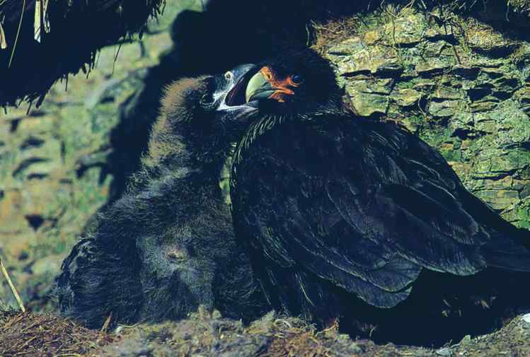 吃蛇的猛禽蛇雕——短尾雕 吃蛇的猛禽蛇雕——短尾雕