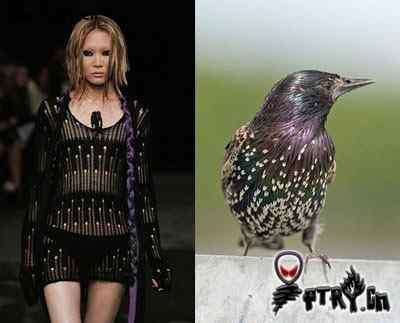 时装模特 VS 鸟儿模特 时装模特 VS 鸟儿模特