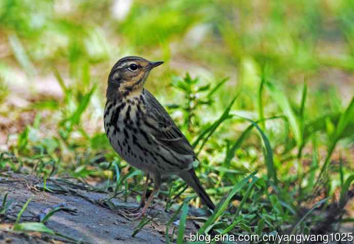 北京天坛公园的鸟类——树鹨(1)