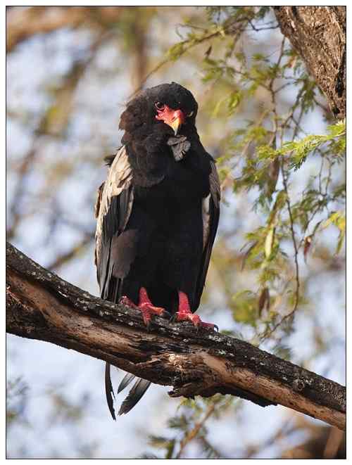 吃蛇的猛禽蛇雕——短尾雕 吃蛇的猛禽蛇雕——短尾雕