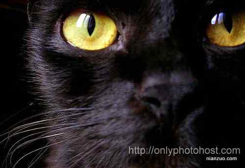 [组图]欣赏动物的眼睛