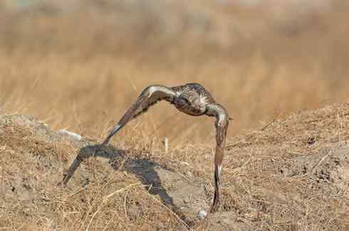 遨游天空 毛脚狂奔放飞翔