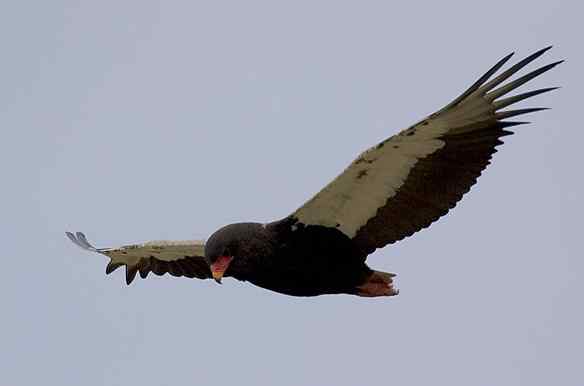 吃蛇的猛禽蛇雕——短尾雕 吃蛇的猛禽蛇雕——短尾雕