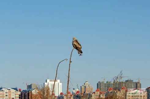 观鸟摄影之趣——人与鵟