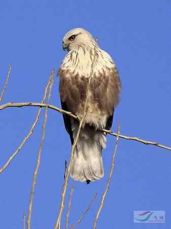 鵟的百变羽色——浅灰型