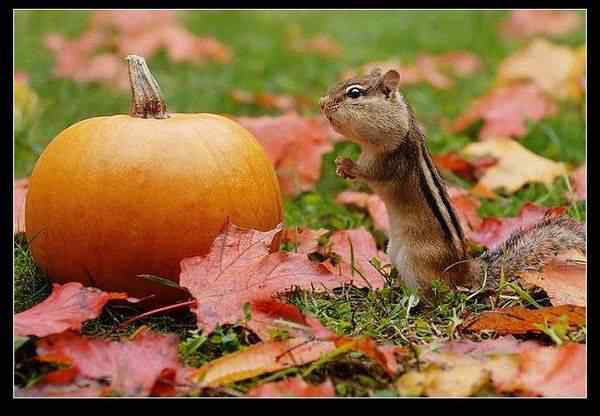 动物世界图片(上)