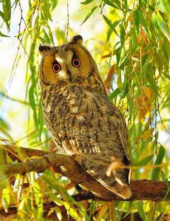 长耳鸮组图欣赏