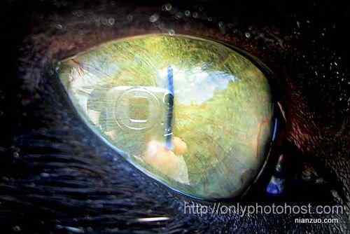 [组图]欣赏动物的眼睛