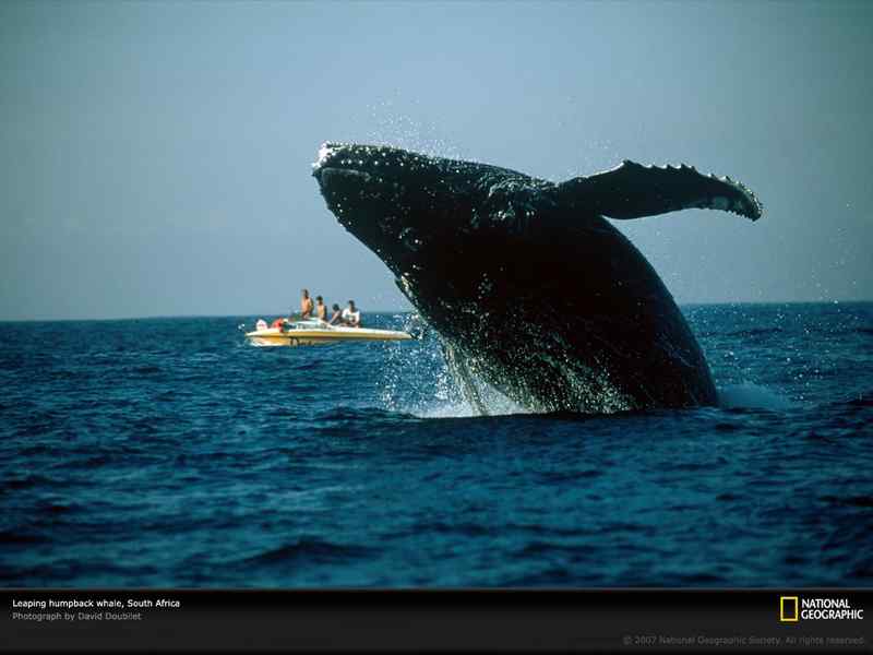 好看的动物图片(4) 好看的动物图片(4)