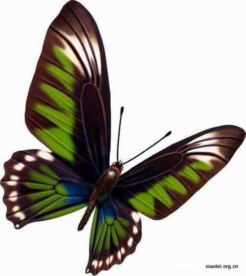 17种最美丽的蝴蝶