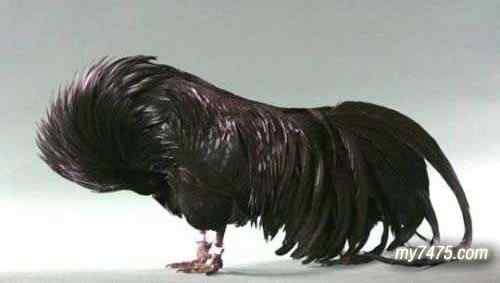 酷酷的宠物鸡图片