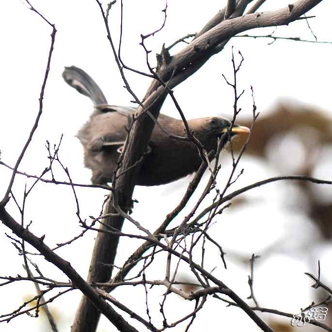 北京西山&nbsp;wbr路&nbsp;wbr北红尾鸲和山噪鹛