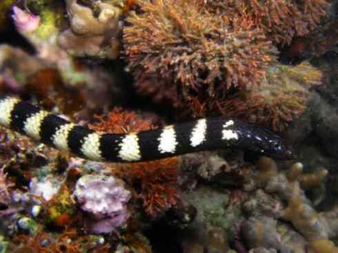 龙：传说的兽原型探秘（海蛇类）