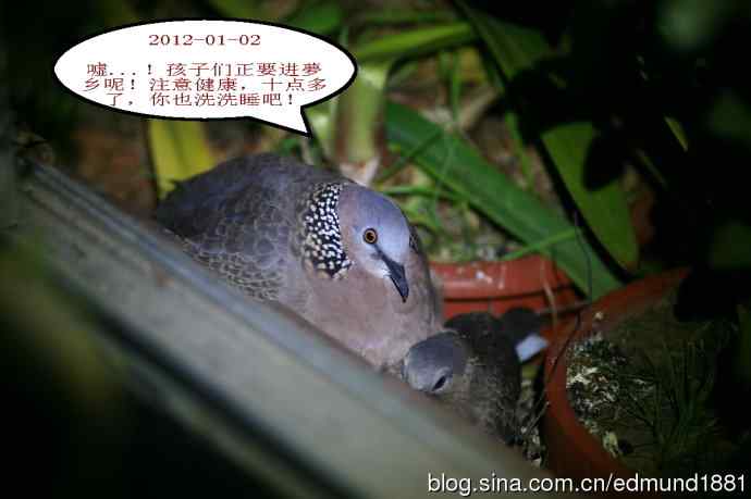 珠颈斑鸠育儿记