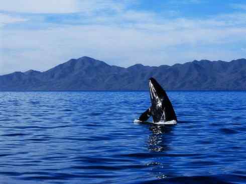 自然奇观：动物大迁徙(须鲸类)