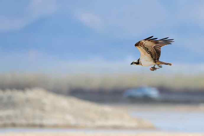 鹗——闹春野鸭湖（一）