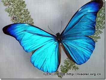 美洲动物 美洲动物