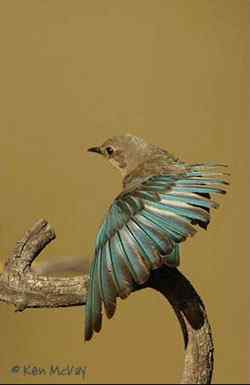 德克萨斯州&ldquo;鸟趣&rdquo;摄影