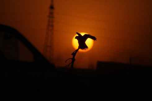 黄昏中的毛脚狂