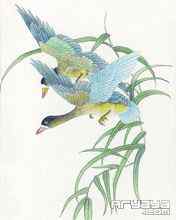 吉祥鸟水彩画手机壁纸