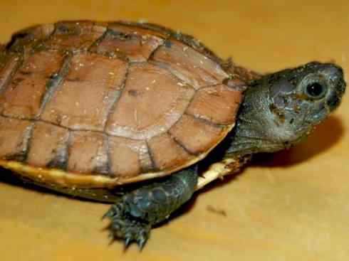 玄武:传说的兽原型探秘(潮龟) 玄武:传说的兽原型探秘(潮龟)