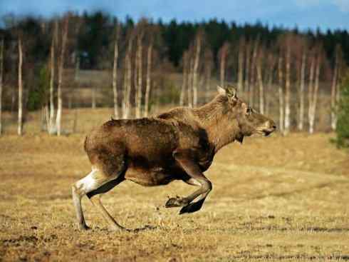 麒麟：传说的兽原型探秘（驼鹿）