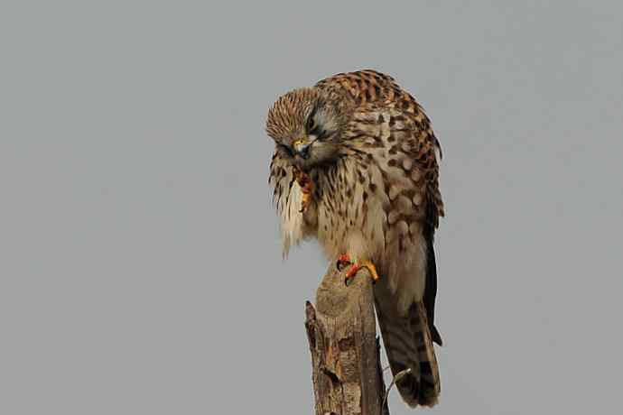 周末约会去（野鸭湖的红隼）