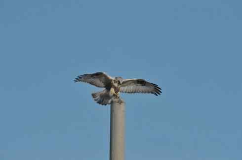 [组图]大庆红旗水库的毛脚鵟
