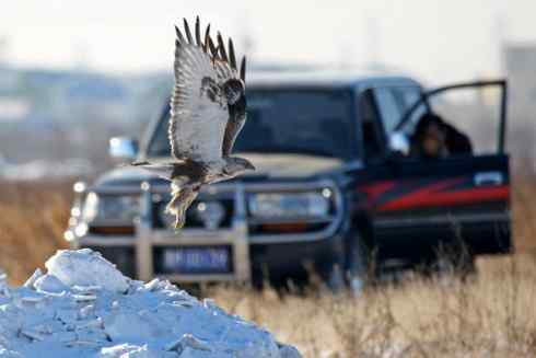 观鸟摄影之趣——人与鵟