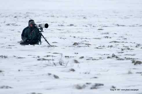 乌林鸮居住的环境