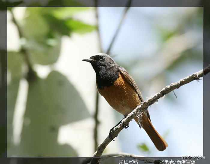 [百图]新疆鸟类(124p)