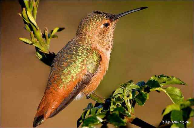 20张最美丽的蜂鸟图片