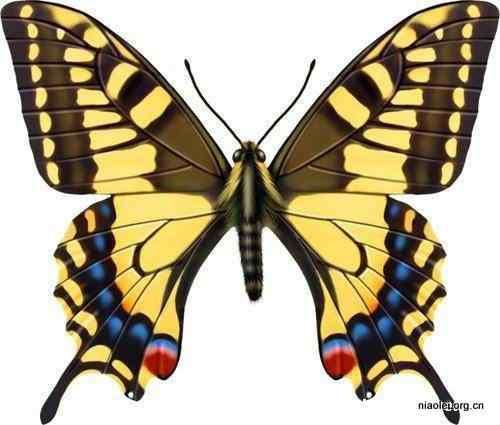 17种最美丽的蝴蝶