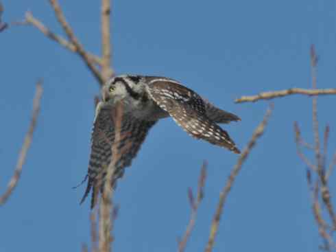 大庆猛鸮的生物链