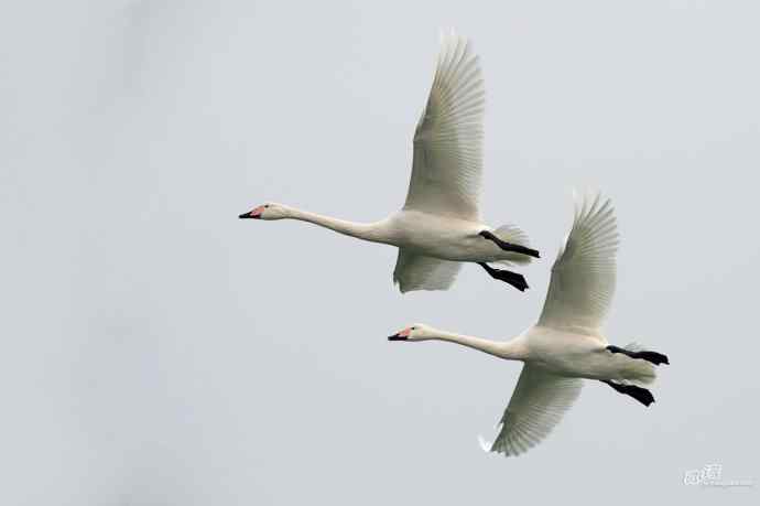 烟墩角&nbsp;wbr路&nbsp;wbr再次与大天鹅亲密相处