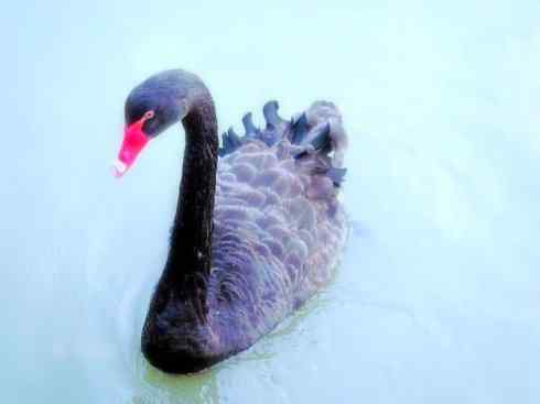 家禽驯化之源之十一