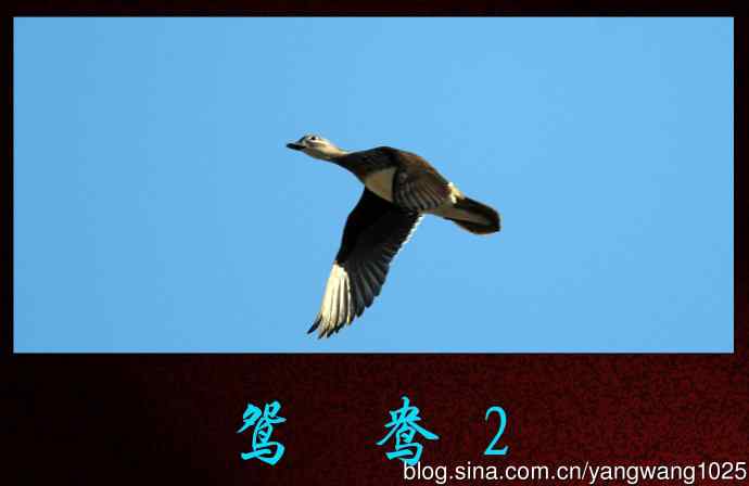 北京动物园的鸟类——鸳鸯2