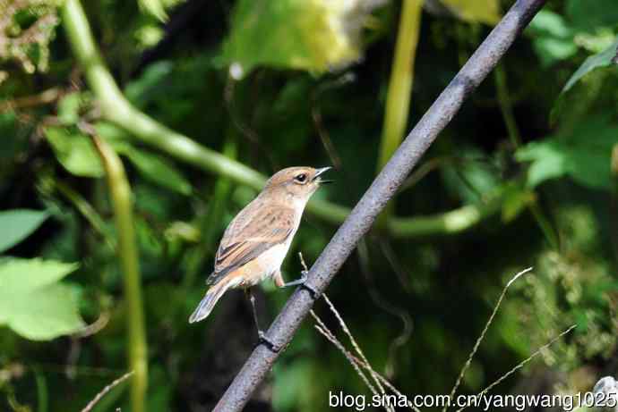雌性黑喉石即鸟（2）