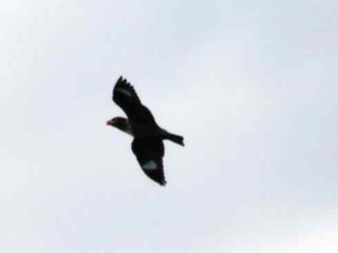 绝色攀禽：佛法僧目之三宝鸟