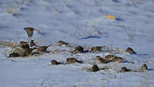 林甸的冬天——冰天雪地的鸟儿