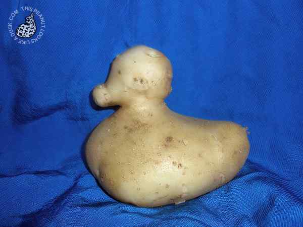 一颗长得像鸭子的土豆