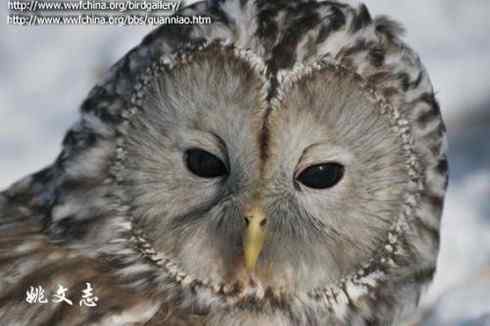 长尾林鸮 Ural Owl