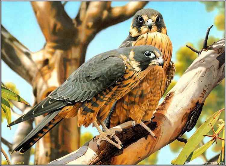 惊艳四射我最美