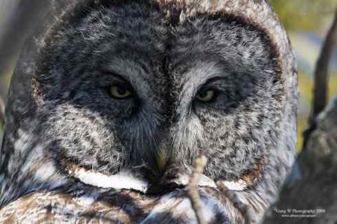 猫头鹰乌林鸮的”雷达系统”