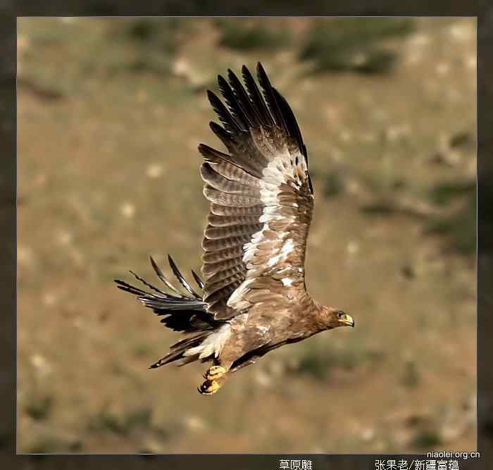 [百图]新疆鸟类(124p)